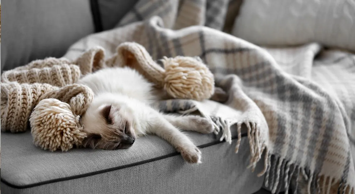 There's a Cat on the Sofa
